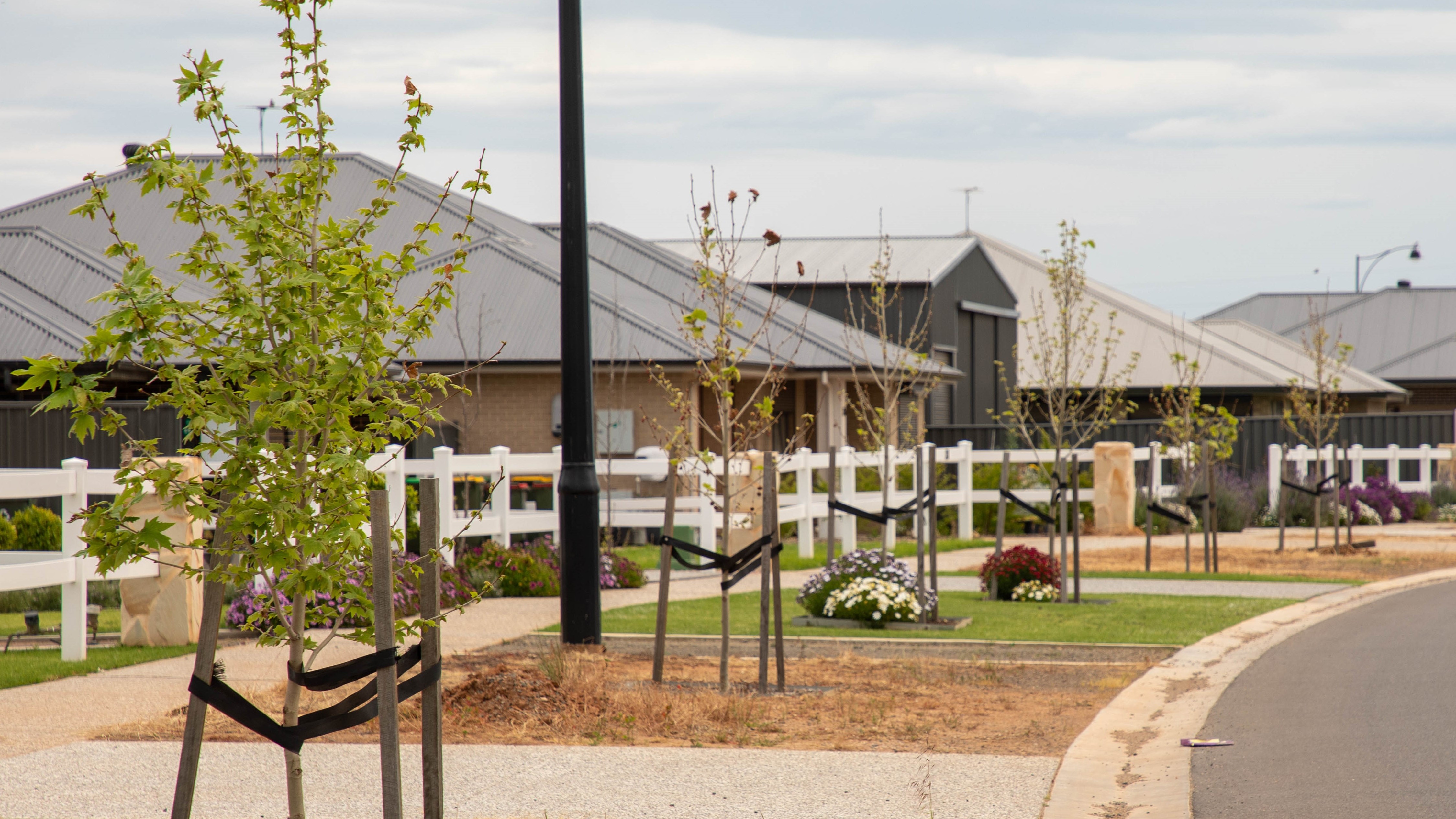 Newly planted street trees line a footpath in Two Wells.