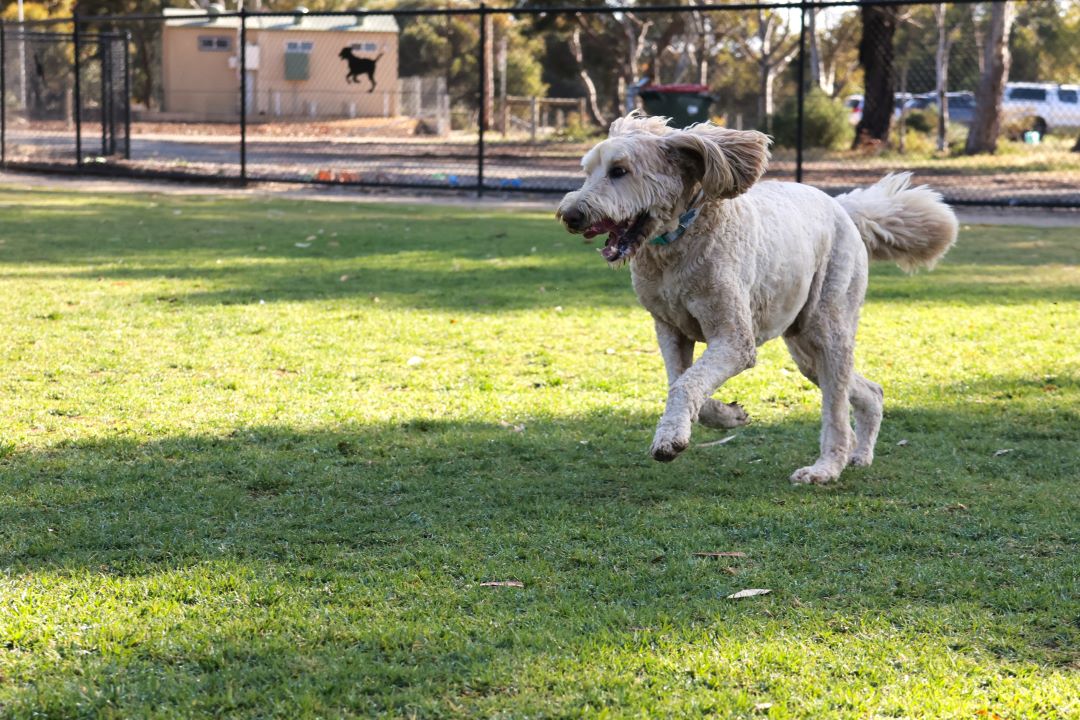 A happy groodle dog running across green lawn at the Lewiston Dog Park.